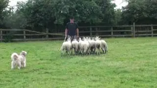 Remy the PyrShep has some herding!