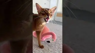 Registering a complaint 🤨 Abyssinian cat talking and meowing #catshorts #abyssinian #meow