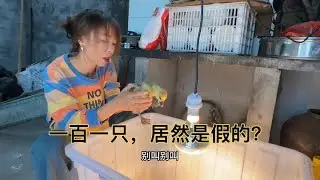 七只毛绒绒的小家伙到家第二个早晨怎么样了呢？也不知道正不正宗 #潮汕狮头鹅 #大种狮头鹅苗 #狮头鹅养殖 #农村养殖 #三农流量扶持计划