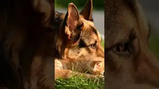 Salvation 🐱#funny #2025 #survival #viralvideo