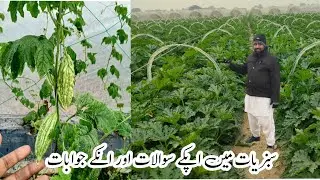 Awan Tunnel Farming Tips is live ap k sawalat aur us k jawabat