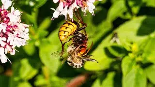 2023 07 22 Hornisse erbeutet Wildbiene