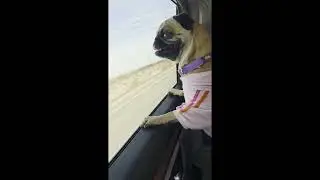 Road trip to San Diego 🗺🚙🐶 #petvlog #pets #pug #travel #foryou 