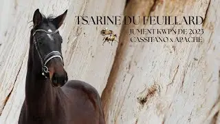 TSARINE DU FEUILLARD, Jument KWPN de 2023 par CASSITANO x APACHE