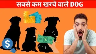 Low maintenance dog breeds / कम खर्चे वाले डॉग / Best dog with low maintenance 2022