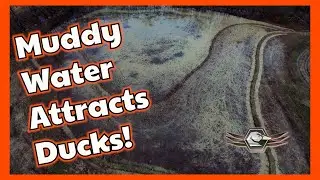 Muddy water attracts Ducks!