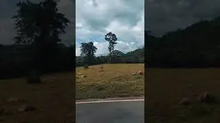 1_NATURE VIDEO #NATURE_VIDEOS