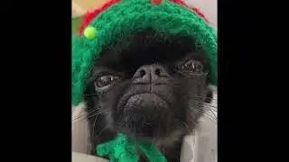 🎅🏻🎄CHRISTMAS FUNNY 🦌🎅🏻🎄  - Happy Christmas! #christmas #fails #animals #dogs #cat #funny #relax