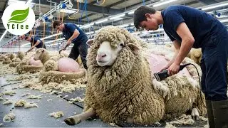 Sheep Wool Harvesting at Scale: From Giant Wool Mountains to Your Winter Must-Have!