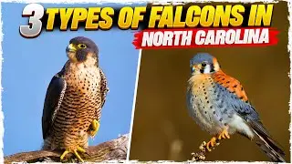 3 Types of Falcons in North Carolina (with Pictures)