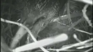 Starling nest building compilation 1