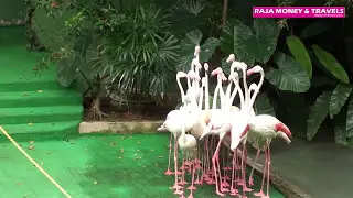 Malacca Zoo Birds Parade HD Video - Malaysia, Asia Holiday Packages