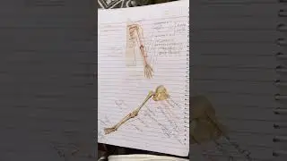 short ll skeleton system ll💀💀 simple lern trick with flow diagram !! at the last moment 🤩🤩🎯🎯
