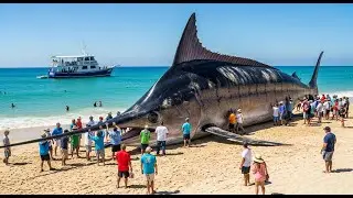 Catching the 130-ton black marlin: a world record struggle