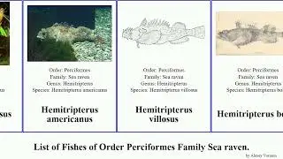 List of Fishes of Order Perciformes Family Sea raven. americanus sculpin villosus Blepsias Hickman