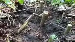 Bird snare trap