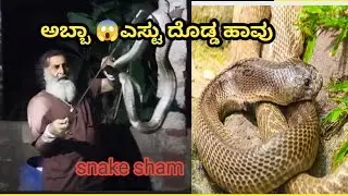 snake sham #ಉರಗ ರಕ್ಷಕ #mysore #cobra #snake rescue #nature lover