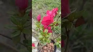 Azalea indica/Azalea plant/red flower#foryou #flowers #greenlove #floweringplant #nature #viralvideo