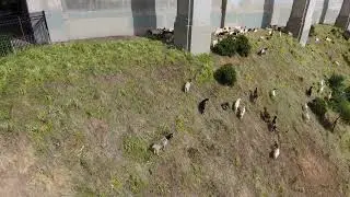 Goats at Bay Bridge San Francisco