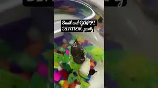 Can Snail and GAPPI live together?#shorts #snail#snails#gappi