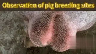 A pig's breeding site, a look at how pig mating and breeding takes place.
