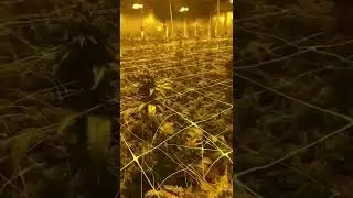 fuellato  Jet fuel & Gelato 41