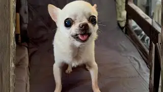 A Two-Pound Dog With a Hundred-Year-Old Soul