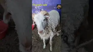 rampuri sheep show off @Tsgoatsheep786 #god #viral