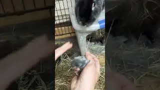 Oops baby bunny had an accident on her hand