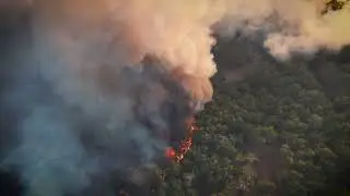 forest fire Stock Video Free 2k