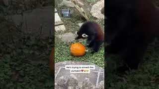 Red panda playing with pumpkin