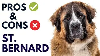 Saint Bernard Dog Breed Pros and Cons | St Bernard Dog Advantages and Disadvantages #AnimalPlatoon