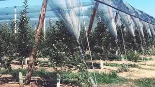 Impianti antigrandine per frutteti