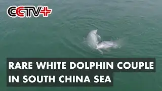 Rare White Dolphin Couple Spotted Playing Love Game in South China Sea Area