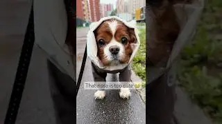 He didn&rsquo;t ask for this level of cuteness #dog #vibes #rainyday #doglove