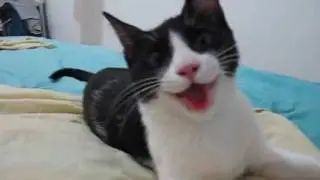 Cute cat thinks it's a dog