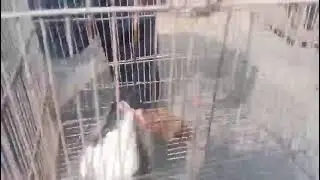 Chap bareed #pigeon #bird #birdspecies #foryou #pigeonwings #kabootar #pigeonlover #pigeonlove #