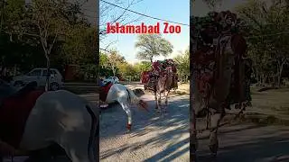 Islamabad  Zoo #islamabad #zoo#islamabad zoo lion##islamabad zoo#islamabad,islamabad zoo