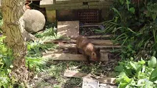 Fox cubs foraging