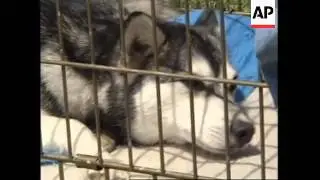 USA: WASHINGTON: 6TH ANNUAL RARE BREED DOG SHOW