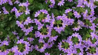 Plant review: Fan Flower [Scaevola]