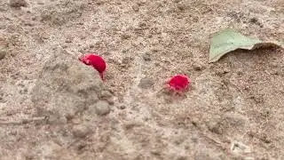 Rain bugs / Red Velvet Mites #chiggers