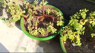 Jade plant (REHMAT FLOWERS)