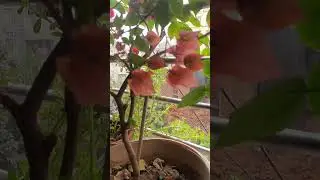 #bougainvillea #orange #pink #fog #winter #foggy #day #greyskies #home #garden #pottedplants #india