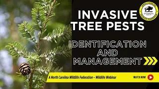 Invasive Tree Pests: Identification and Management