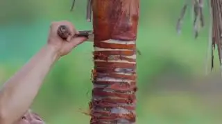 Palm Peel Magic: Creating Your Own Stylish Jacket