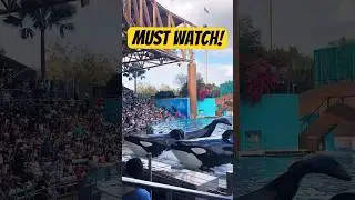 Orca Encounter Show at Seaworld 2026😎 #orca #seaworld #orlando
