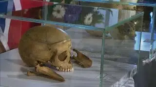 Germany: Skulls and bones, a sinister colonial heritage • FRANCE 24 English
