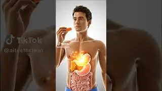 3D Human Body Eating Vegetables | Digestive System 3D Animation | Healthy Eating Education