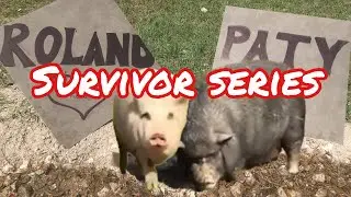 Helping A Pig Learn To Walk Again